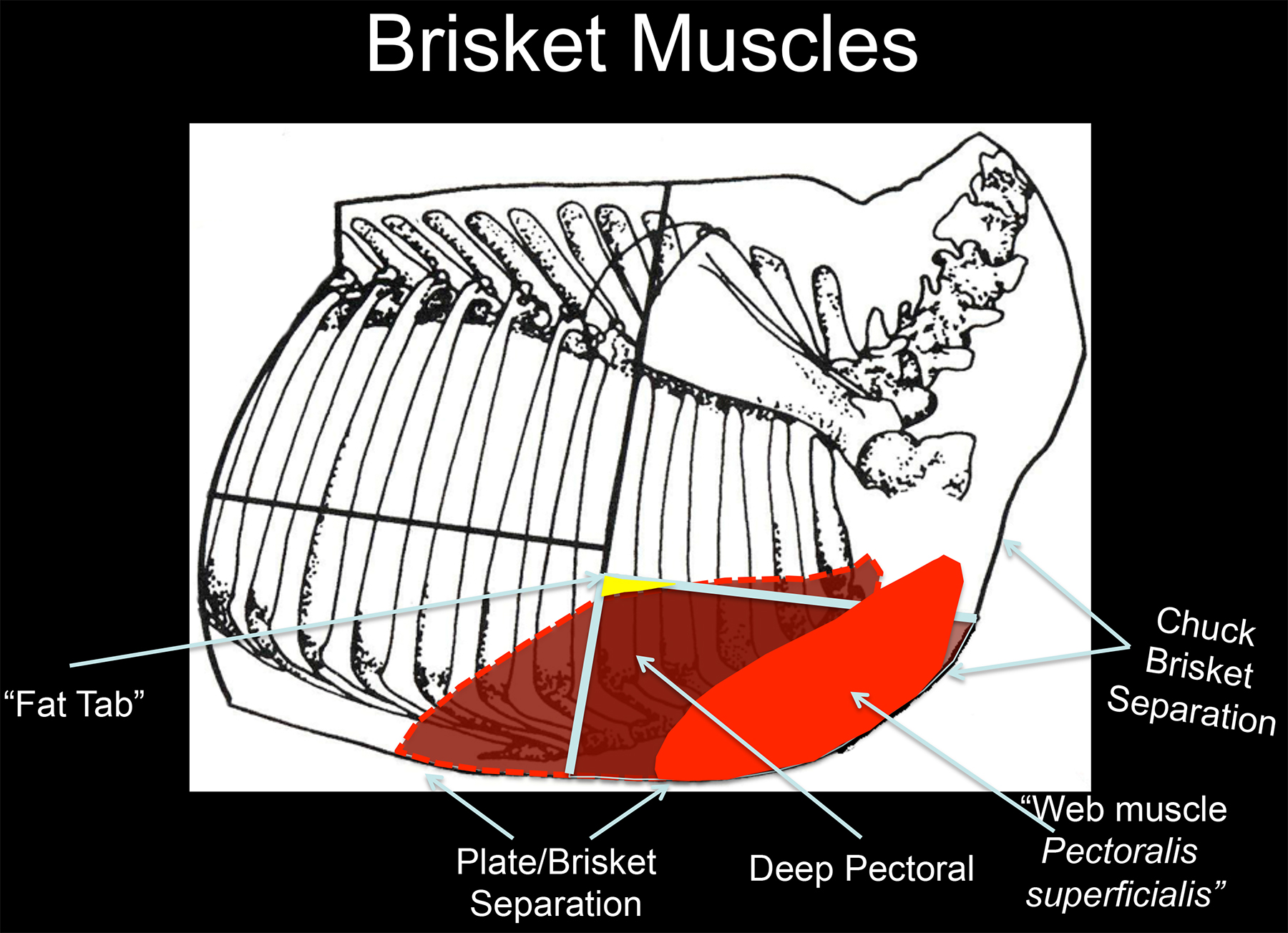 Skeletal Diagram of a Beef forequarter showing where the brisket is located.