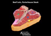 Porterhouse steak with muscles identified